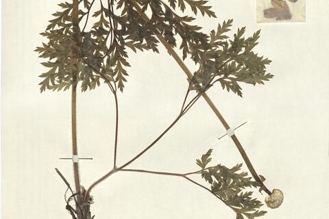 Pulsatilla alpina (L.) Delarbre subsp. apiifolia (Scop.) Nyman -  RO-HSepv 13064 photo