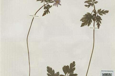 Anemone apennina L. -  RO-HSepv 15992 - immagine 2