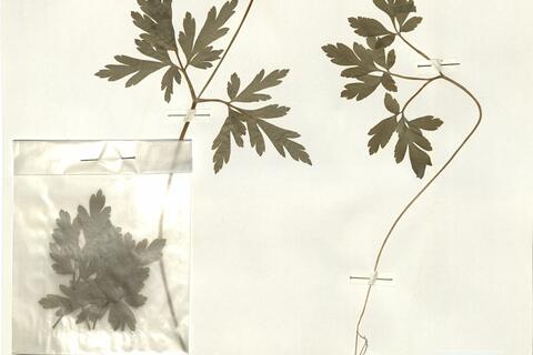 Anemone apennina L. -  RO-HSepv 15992 photo