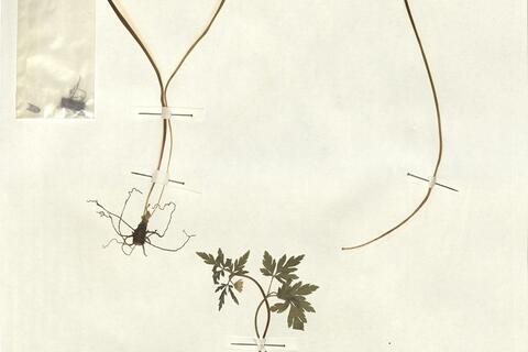 Anemone apennina L. -  RO-HSepv 13053 photo