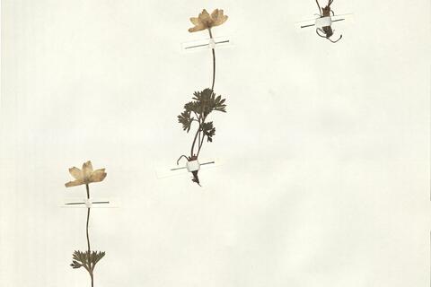 Anemone baldensis L. -  RO-HSepv 15008 photo