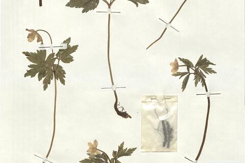 Anemone nemorosa L. -  RO-HSepv 17903 photo