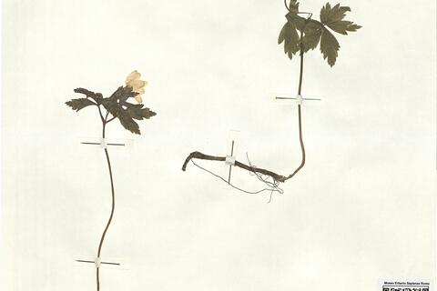 Anemone nemorosa L. -  RO-HSepv 16898 photo