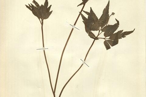 Anemone nemorosa L. -  RO-HSepv 11218 photo