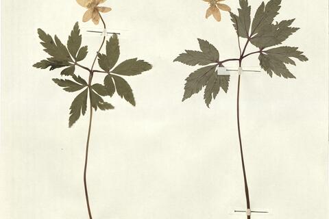 Anemone nemorosa L. -  RO-HSepv 13054 photo