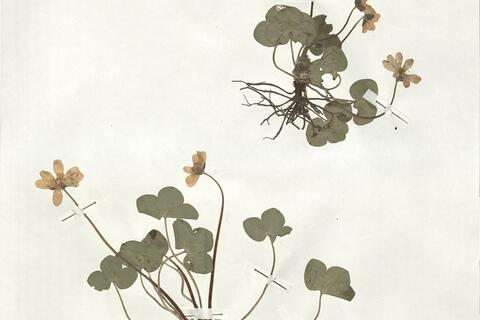 Hepatica nobilis Schreb. -  RO-HSepv 18959 photo