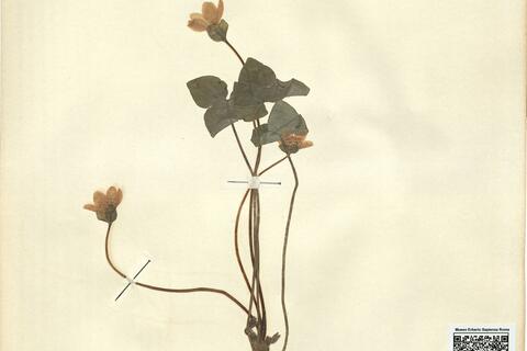 Hepatica nobilis Mill. -  RO-HSepv 12146 photo