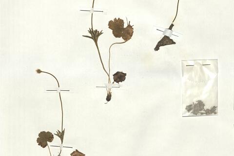 Anemone palmata L. -  RO-HSepv 17904 photo