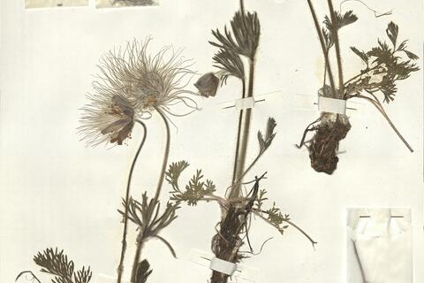 Pulsatilla pratensis (L.) Mill. subsp. pratensis  -  RO-HSepv 15014 photo