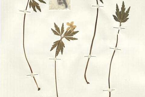 Anemone ranunculoides L. subsp. ranunculoides -  RO-HSepv 15993 photo