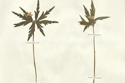 Anemone ranunculoides L. subsp. ranunculoides -  RO-HSepv 13055 photo