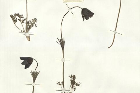 Pulsatilla rubra (Lam.) Delarbre subsp. rubra var. serotina (Coste) Aichele et Schwegler -  RO-HSepv 16907 photo