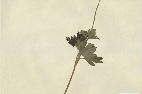 Anemone sylvestris L. -  RO-HSepv 15009 photo