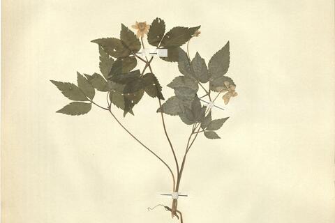 Anemone trifolia L. -  RO-HSepv 11219 photo