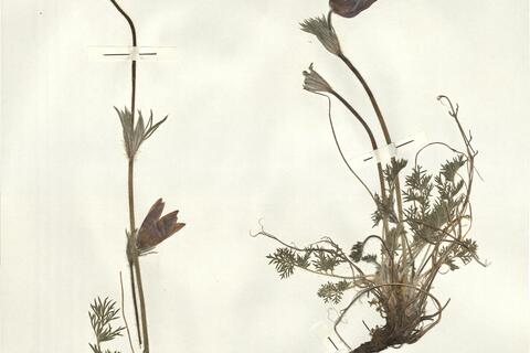 Pulsatilla vulgaris Mill. subsp. vulgaris -  RO-HSepv 14033 photo