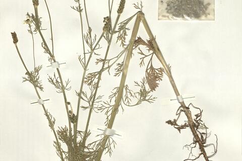 Adonis aestivalis L. var. aestivalis -  RO-HSepv 15990 photo