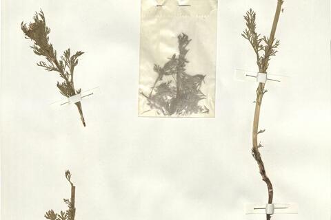 Adonis aestivalis L. subsp. aestivalis -  RO-HSepv 15006 photo