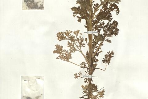 Adonis annua L. subsp. annua -  RO-HSepv 17902 photo