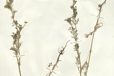 Adonis annua L. subsp. annua -  RO-HSepv 14027 photo