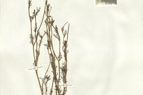 Adonis flammea Jacq. -  RO-HSepv 15007 photo