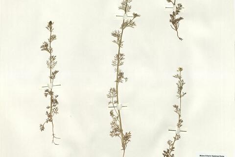 Adonis microcarpa DC.  -  RO-HSepv 15991 photo