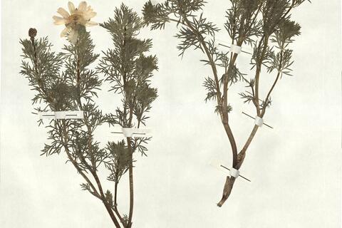 Adonis vernalis L. -  RO-HSepv 16897 photo