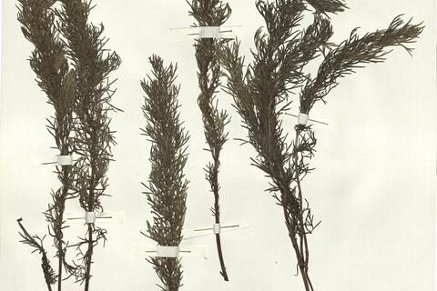 Adonis vernalis L. -  RO-HSepv 14028 photo