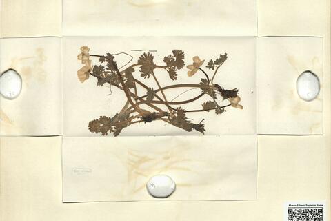 Callianthemum coriandrifolium Reichenb. -  RO-HSepv 11220 photo