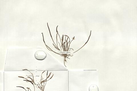 Myosurus minimus L. -  RO-HSepv 18960 photo