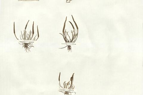 Myosurus minimus L. -  RO-HSepv 16906 photo