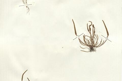 Myosurus minimus L. -  RO-HSepv 14031 photo