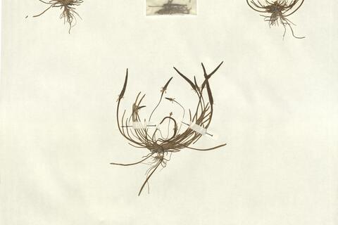 Myosurus minimus L. -  RO-HSepv 13062 photo