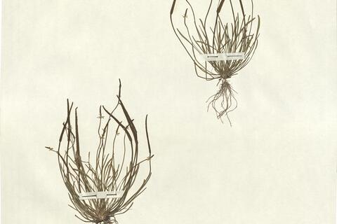 Myosurus minimus L. -  RO-HSepv 13063 photo