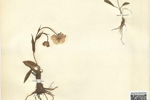 Ranunculus amplexicaulis L. -  RO-HSepv 11226 photo