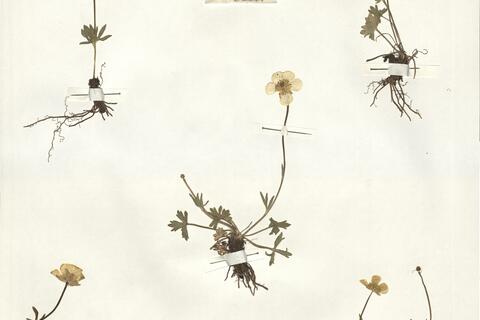 Ranunculus apenninus (Chiov.) Pignatti  -  RO-HSepv 15015 photo