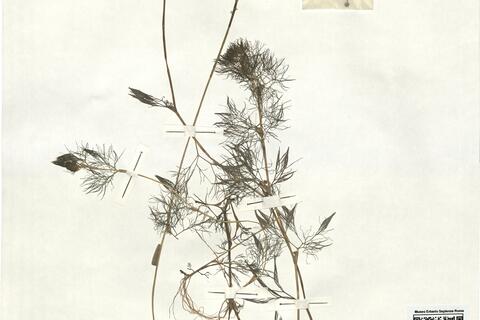 Ranunculus aquatilis L. -  RO-HSepv 16908 photo