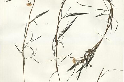 Ranunculus aquatilis L. -  RO-HSepv 14034 photo