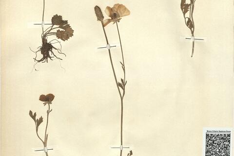 Ranunculus asiaticus L. subsp. latilobus Vierh. var. albus Dörfl. -  RO-HSepv 11227 photo