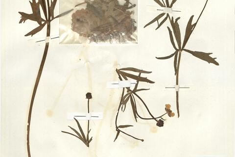 Ranunculus auricomus L. subsp. alsaticus W. Koch -  RO-HSepv 15016 photo