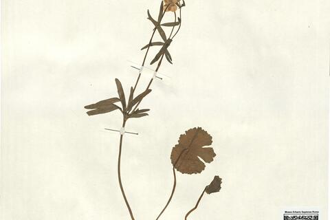 Ranunculus auricomus L. subsp. glechomoides Hyl. -  RO-HSepv 13066 photo