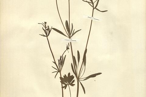 Ranunculus auricomus L. subsp. indecorus W. Koch -  RO-HSepv 11228 photo