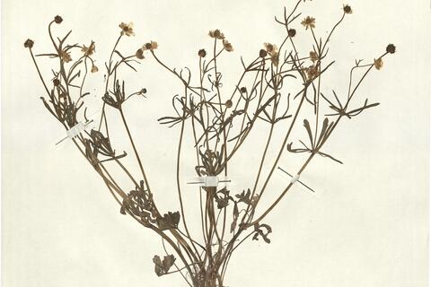 Ranunculus auricomus L. subsp. hevellus Hülsen -  RO-HSepv 13067 photo