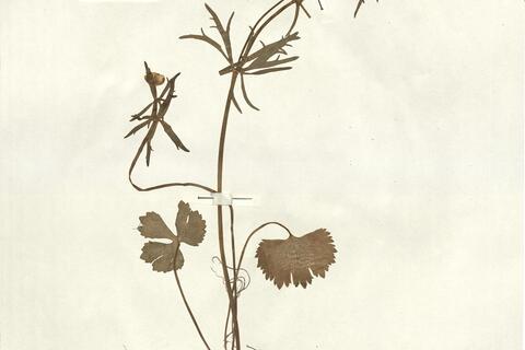 Ranunculus auricomus L. subsp. lucorum Engel  -  RO-HSepv 13068 photo