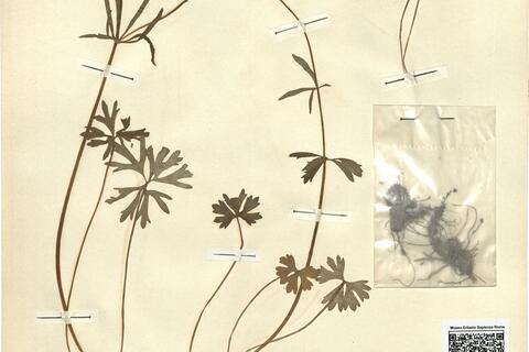 Ranunculus auricomus L. subsp. subfirmicaulis Markl. -  RO-HSepv 12149 photo