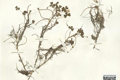 Ranunculus baudotii Godr. -  RO-HSepv 15017 photo