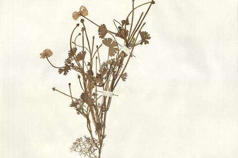 Ranunculus baudotii Godr. -  RO-HSepv 14035 photo