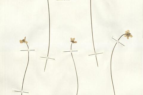 Ranunculus bullatus L. -  RO-HSepv 15018 photo