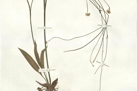 Ranunculus bupleuroides Brot. -  RO-HSepv 16909 photo