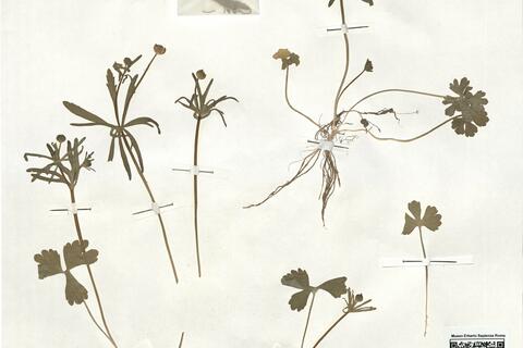 Ranunculus carlittensis (Senn.) Grau -  RO-HSepv 18961 photo