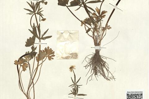 Ranunculus carlittensis (Senn.) Grau -  RO-HSepv 13069 photo